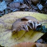 A brown fuzzy moth rests on a yellow leaf amid forest floor debris and dried foliage.