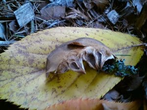A brown fuzzy moth rests on a yellow leaf amid forest floor debris and dried foliage.