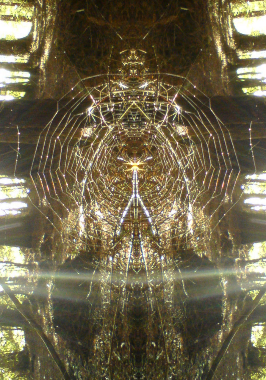 A large, symmetrical spider’s web is shown in a forest with sunlight streaming through the trees, highlighting the intricate web structure.