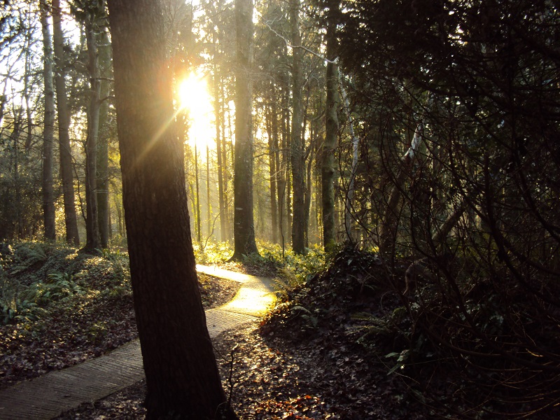 Sunlight shines through tall trees onto a winding path in a forest, with patches of greenery and leaf-covered ground.