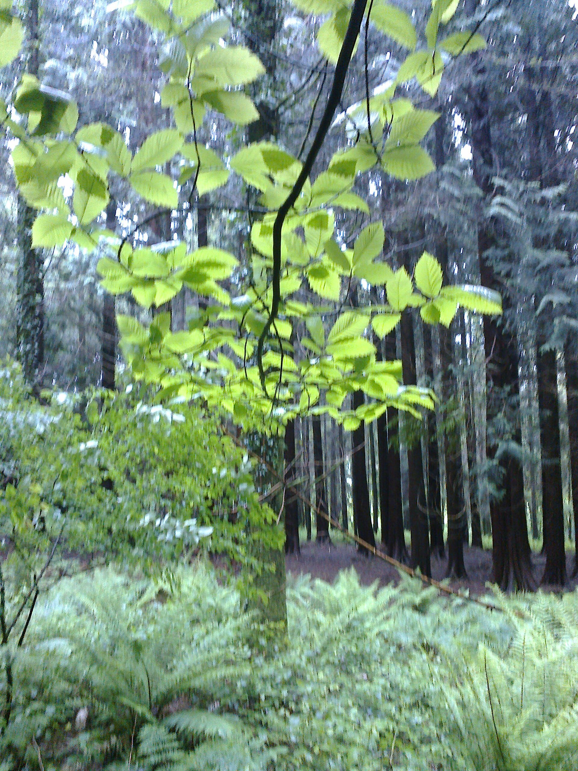 Bright green leaves and ferns in the foreground with tall, dense trees in the background of a forest scene.