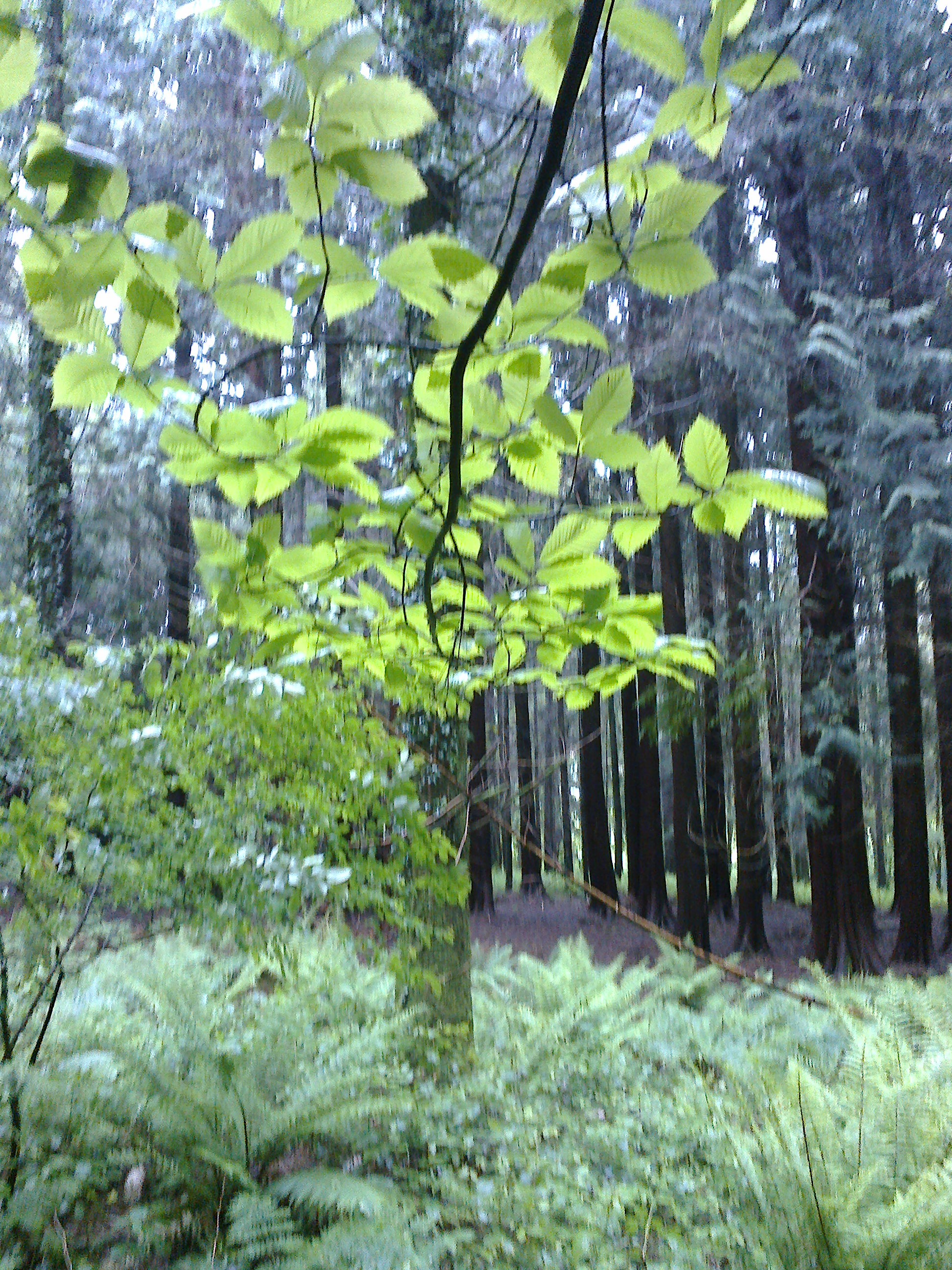 Bright green leaves and ferns in the foreground with tall, dense trees in the background of a forest scene.