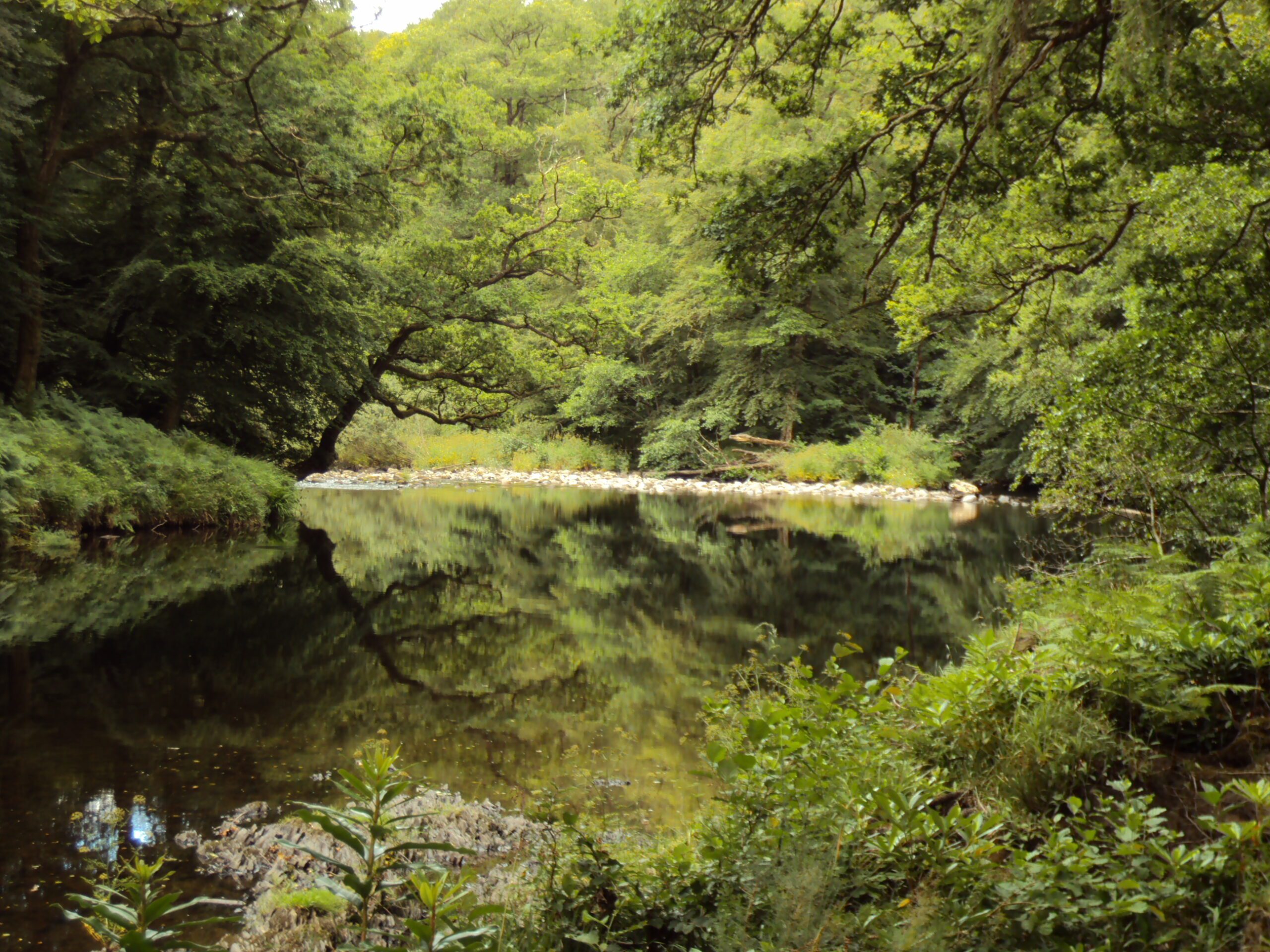 A calm river surrounded by dense green trees and vegetation, with tree branches arching over the water and their reflection visible on the surface.