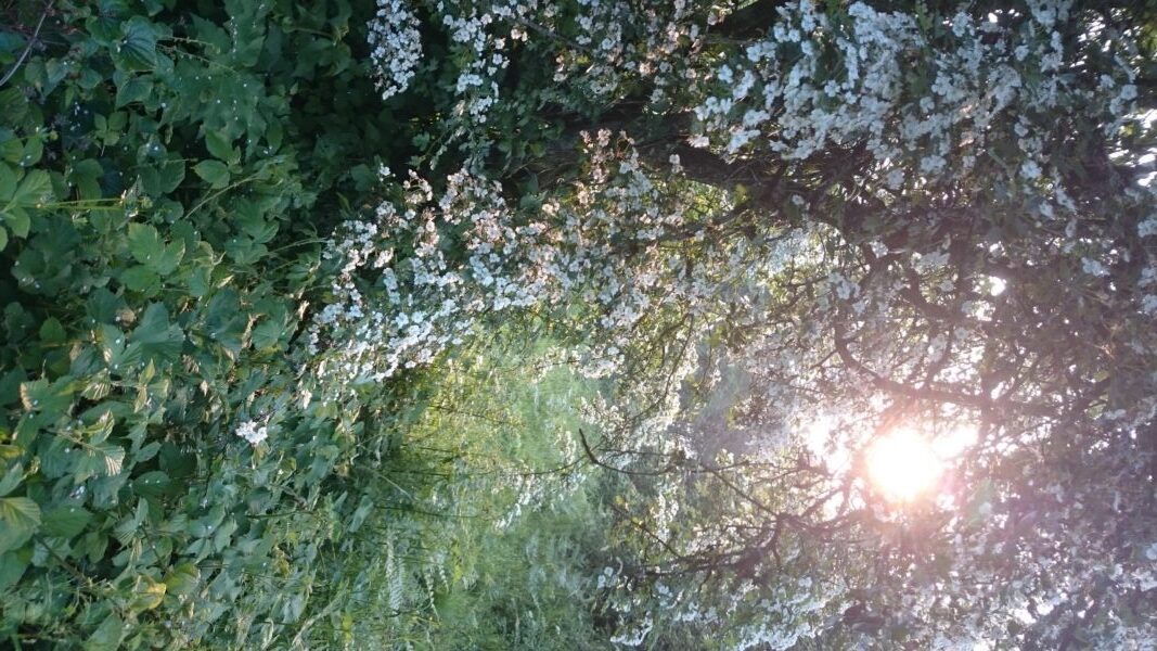 Sunlight filters through dense greenery and a shrub with small white flowers in a natural outdoor setting.