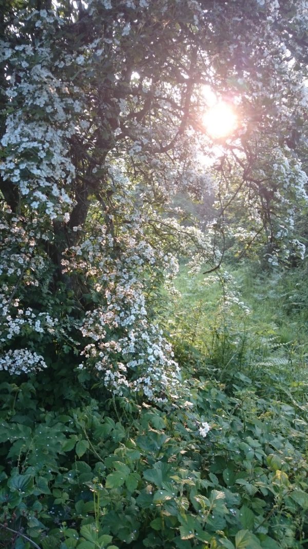Sunlight filters through dense greenery and a shrub with small white flowers in a natural outdoor setting.