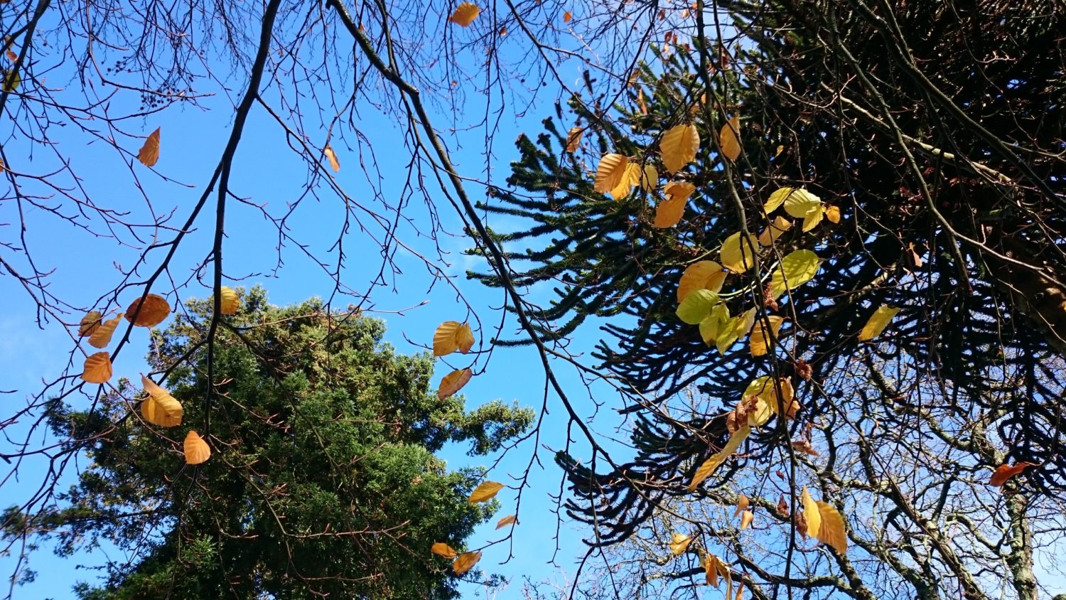 Tree branches with yellow leaves and evergreen needles against a clear blue sky, viewed from beneath.