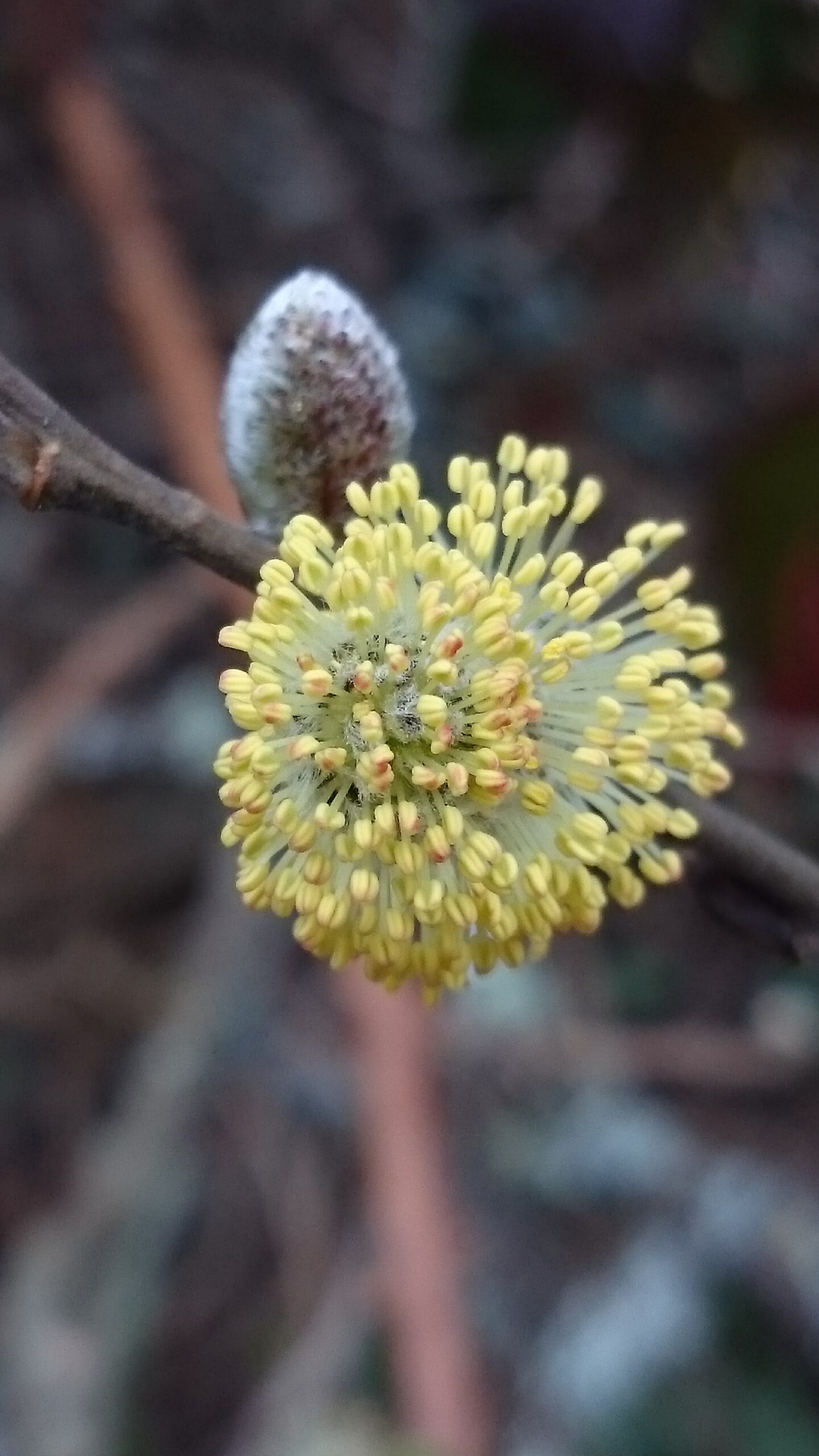 Close-up of a willow twig showing a yellow catkin in bloom and a fuzzy bud against a blurred background.
