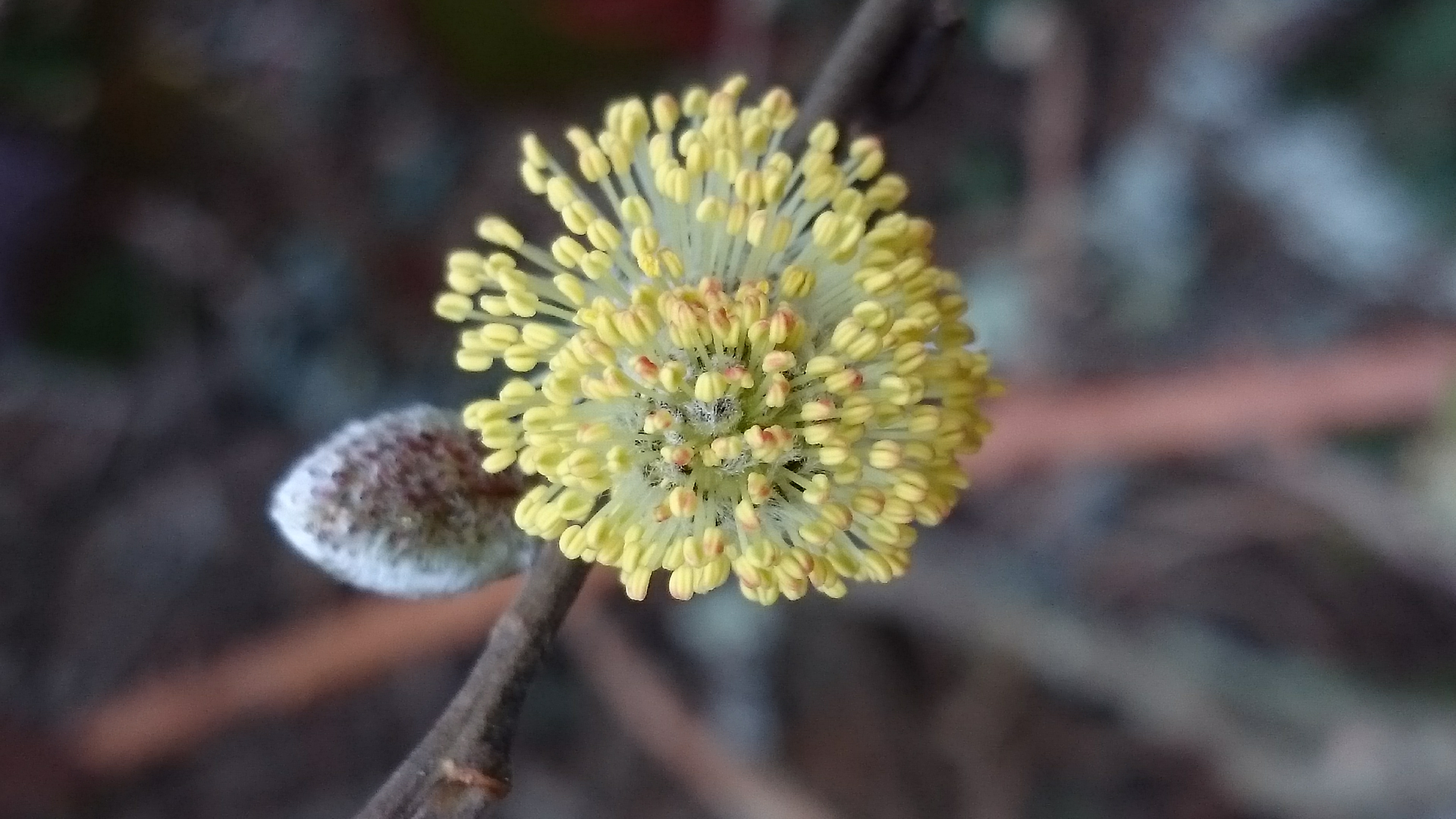 Close-up of a willow twig showing a yellow catkin in bloom and a fuzzy bud against a blurred background.