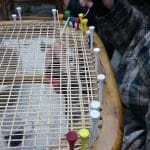 Close-up of a person weaving a cane chair seat, using colourful golf tees to secure the cane strips to the wooden frame.