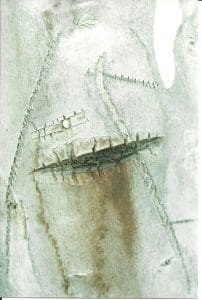 Close-up of pale tree bark with brown scar-like markings and several stitch-like lines across the surface.