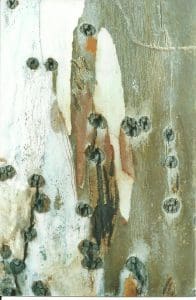 Close-up of a tree bark surface showing clusters of small, round holes and patches of peeling outer bark in various shades of brown, grey, and white.