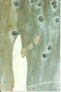 Close-up of a weathered wooden surface with patches of peeling paint and multiple round holes.