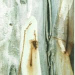 Close-up view of a textured tree bark surface with pale, brown, and grey colours, showing peeling layers and natural marks.
