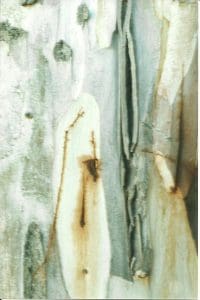 Close-up view of a textured tree bark surface with pale, brown, and grey colours, showing peeling layers and natural marks.