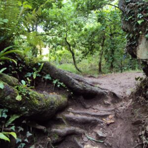 Dirt path with exposed tree roots and rocks, surrounded by green ferns and trees, in a wooded area.
