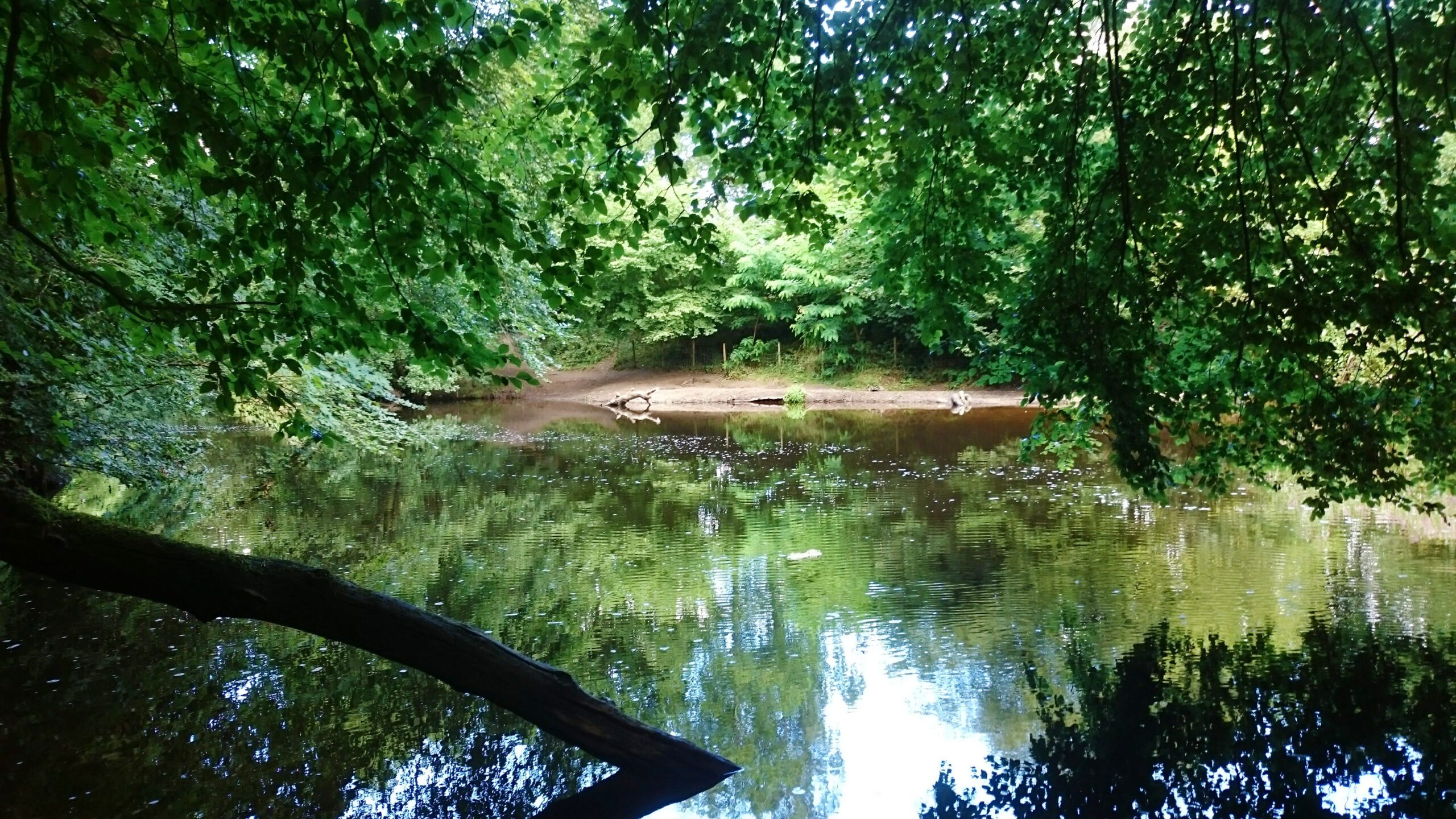 A calm pond surrounded by dense green trees, with reflections of the leaves visible on the water’s surface.