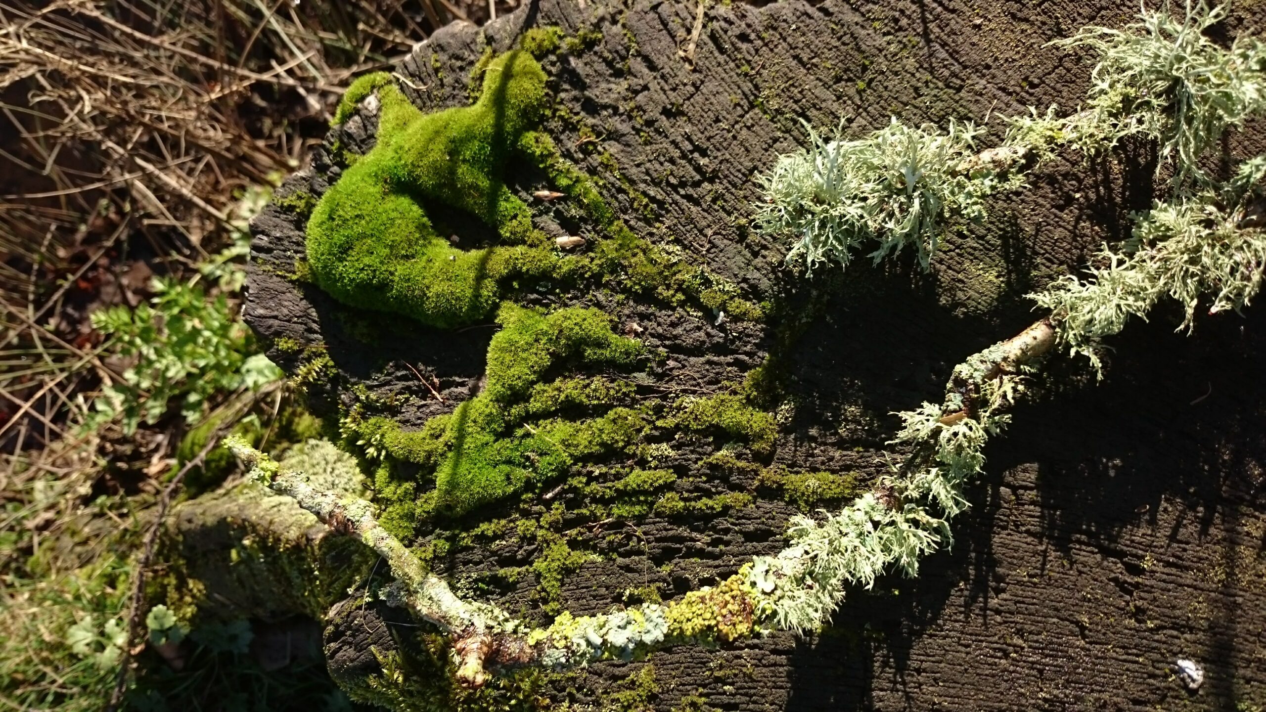 Close-up of green moss and pale lichen growing on the rough, dark surface of a tree stump in sunlight.