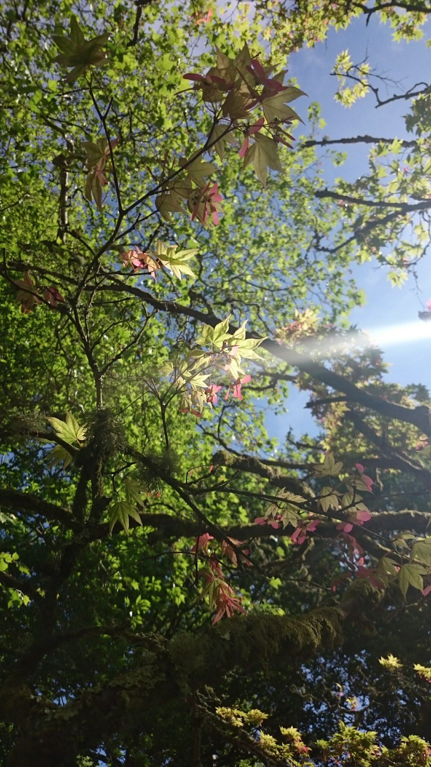 Sunlight filters through green and red leaves on tree branches against a blue sky.