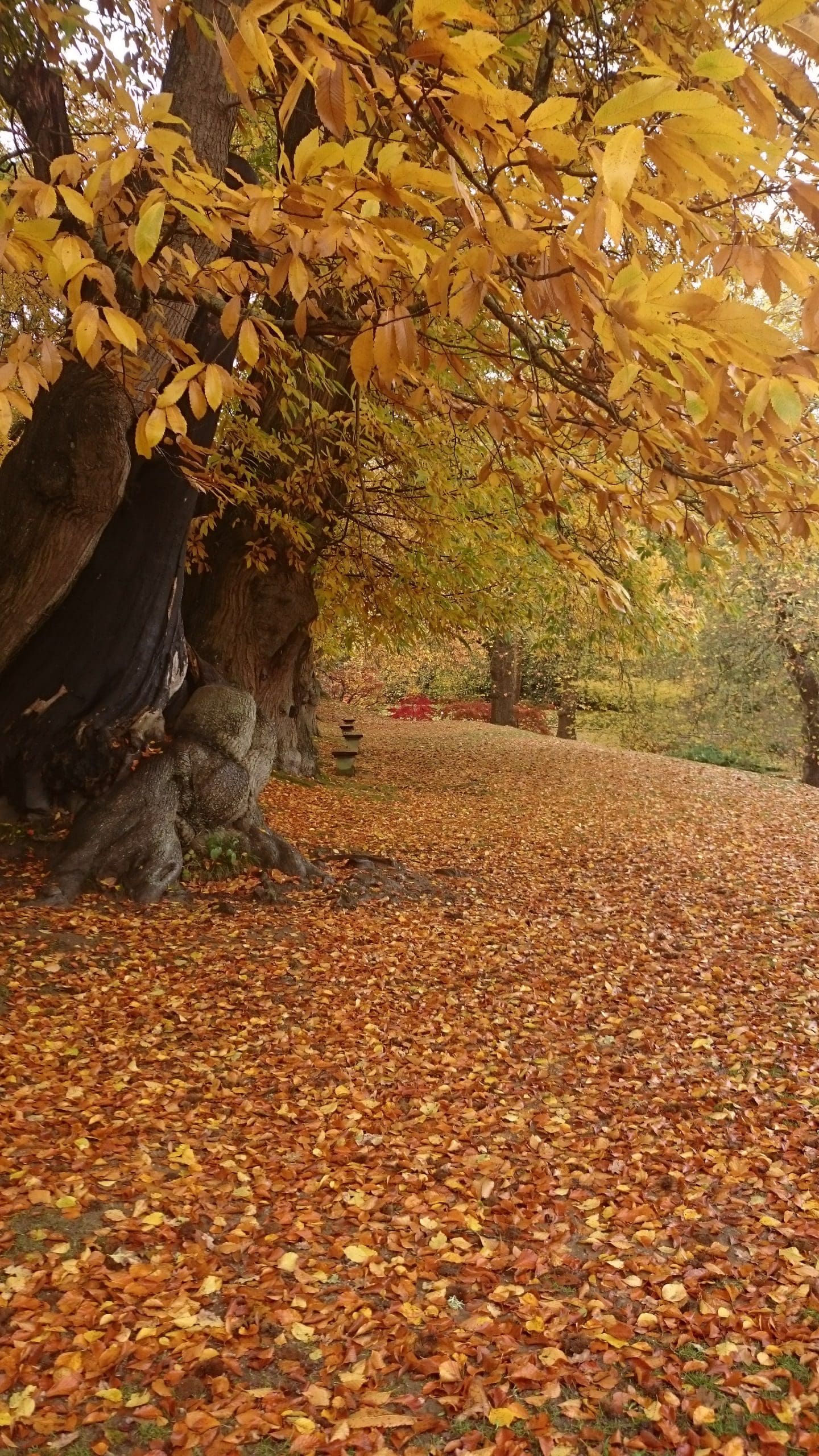 Large tree with yellow-orange autumn leaves and a thick trunk, surrounded by a carpet of fallen leaves on the ground in a park or wooded area.