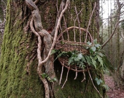 A woven basket made of twigs hangs on a mossy tree trunk, holding green leaves and ferns in a forest setting.