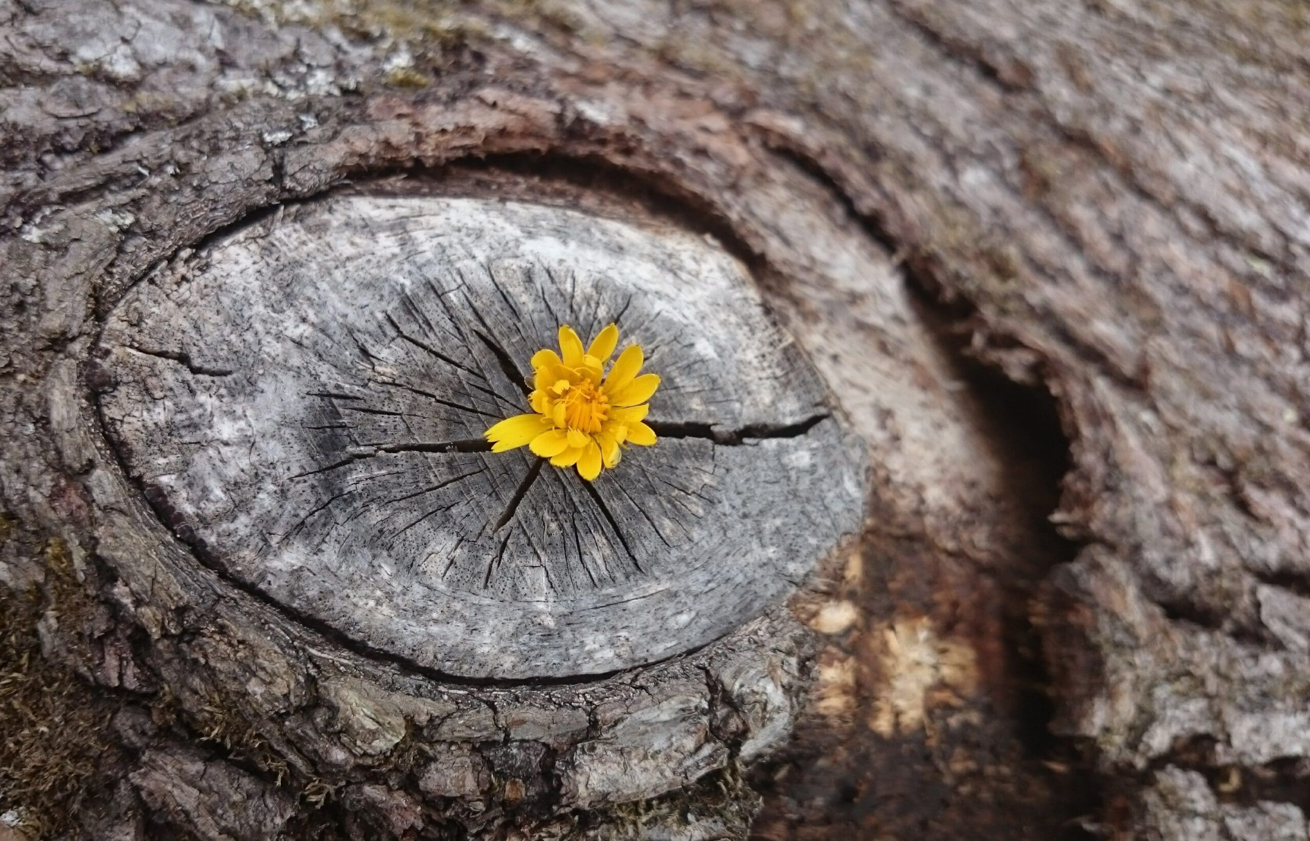 A small yellow flower grows out of a crack in the centre of a rough, weathered tree stump.
