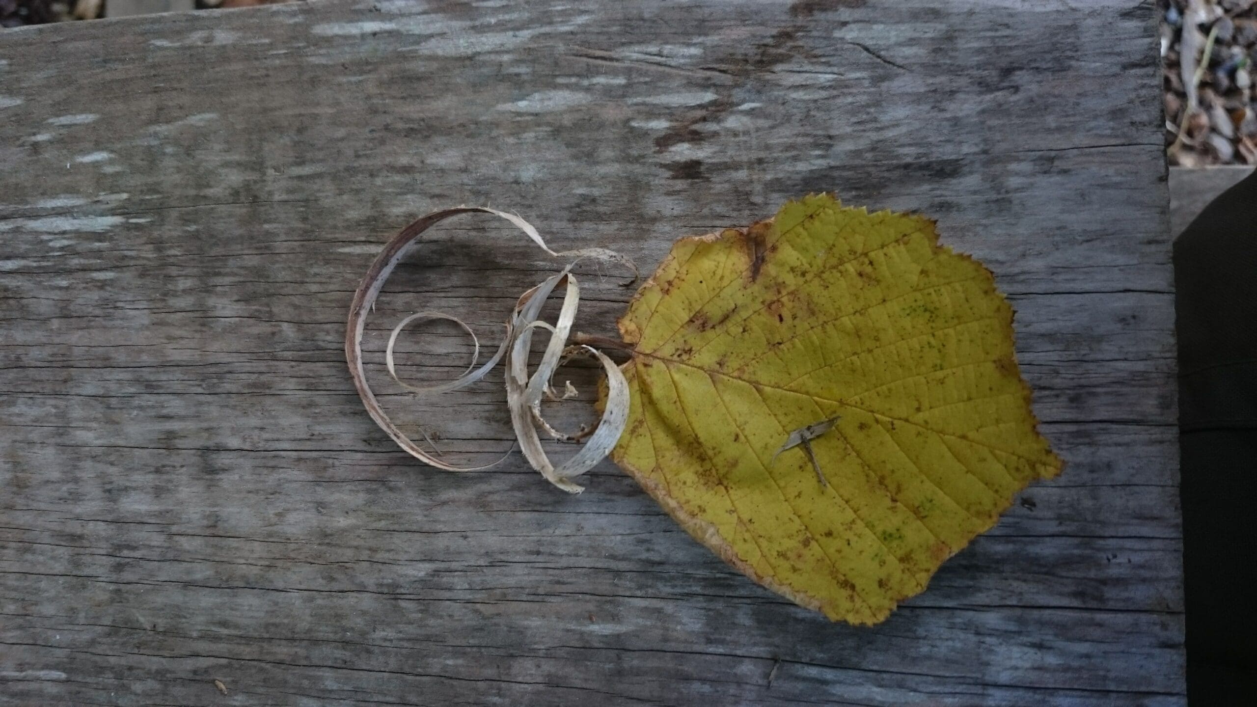 A yellow leaf and curled strips of bark resting on a weathered wooden surface.