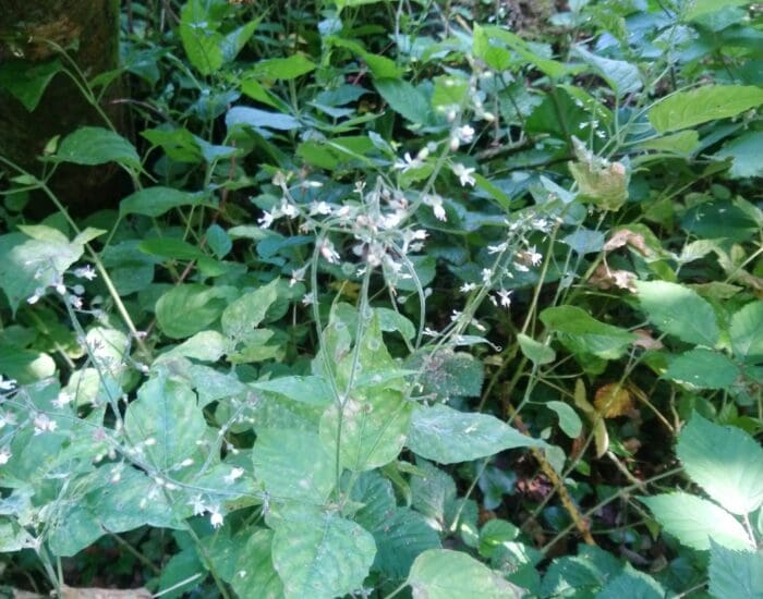 Green leafy plants with small white flowers growing on the forest floor, beneath the shade of a tree trunk and branches.