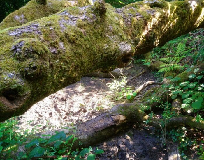 A large moss-covered tree trunk lies diagonally across a muddy forest floor surrounded by green foliage.