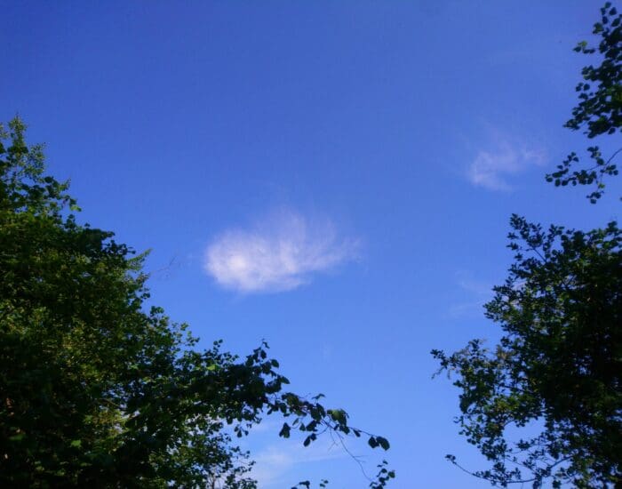 A single wispy white cloud in a clear blue sky framed by the tops of leafy green trees.