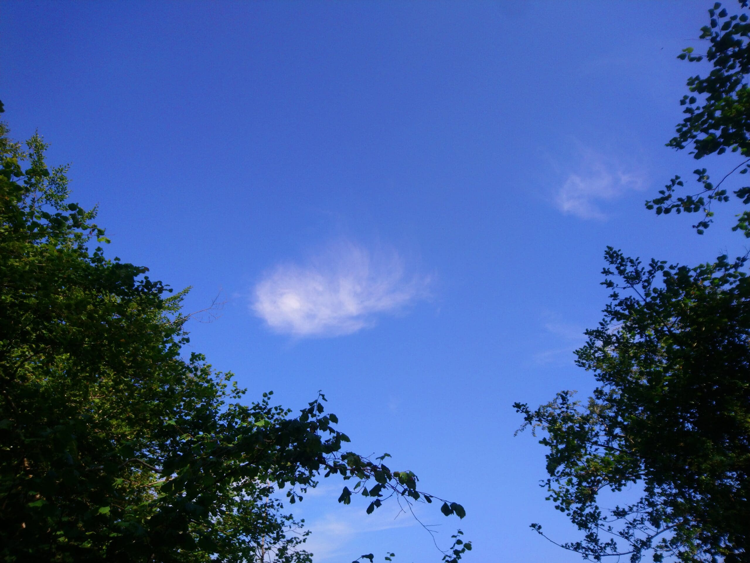 A single wispy white cloud in a clear blue sky framed by the tops of leafy green trees.