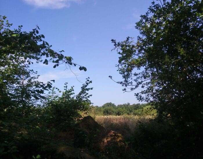 A clear blue sky with a few clouds above a wooded area and a grassy field, framed by leafy tree branches.