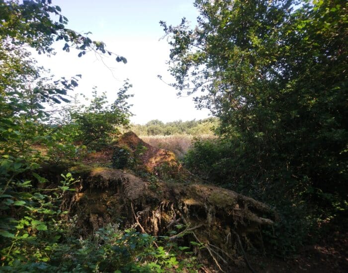A large fallen tree with exposed roots lies in a densely wooded area, with sunlight illuminating grass and foliage in the background.