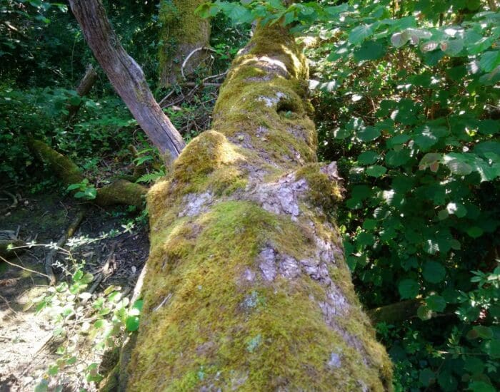 A fallen tree trunk covered in bright green moss lies in a sunlit forest surrounded by dense foliage.