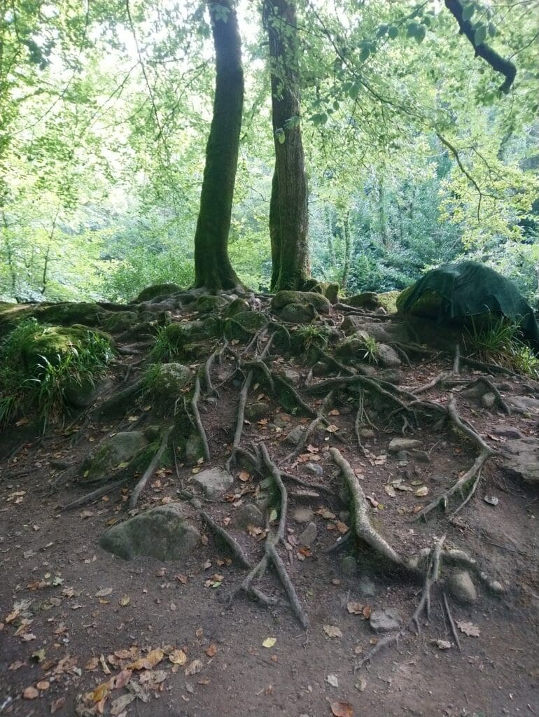 Two trees with exposed, tangled roots spread across rocky ground in a forested area with dense green foliage in the background.