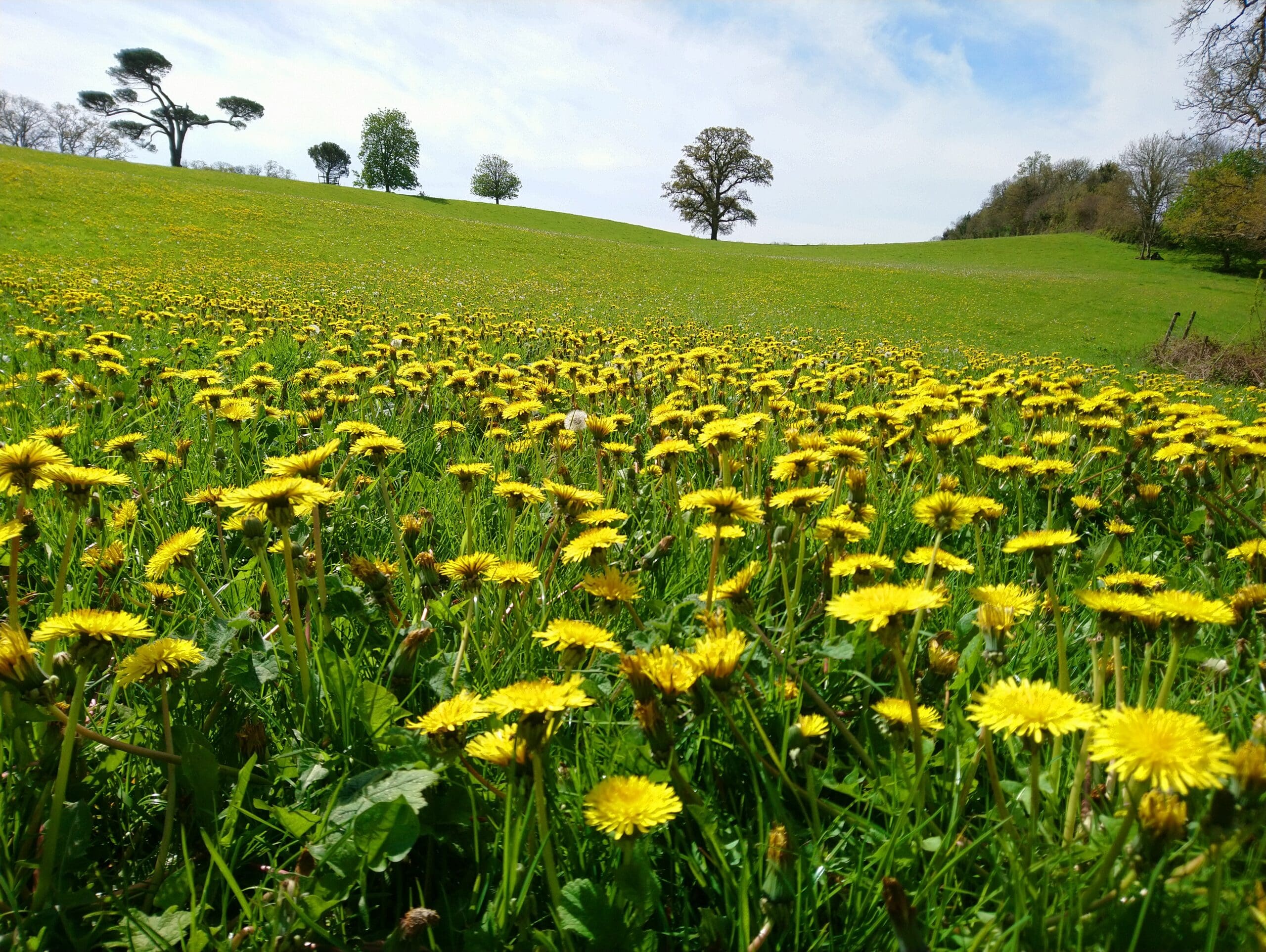 A field of yellow dandelions under a blue sky with scattered clouds, with trees in the background on a gently sloping hill.
