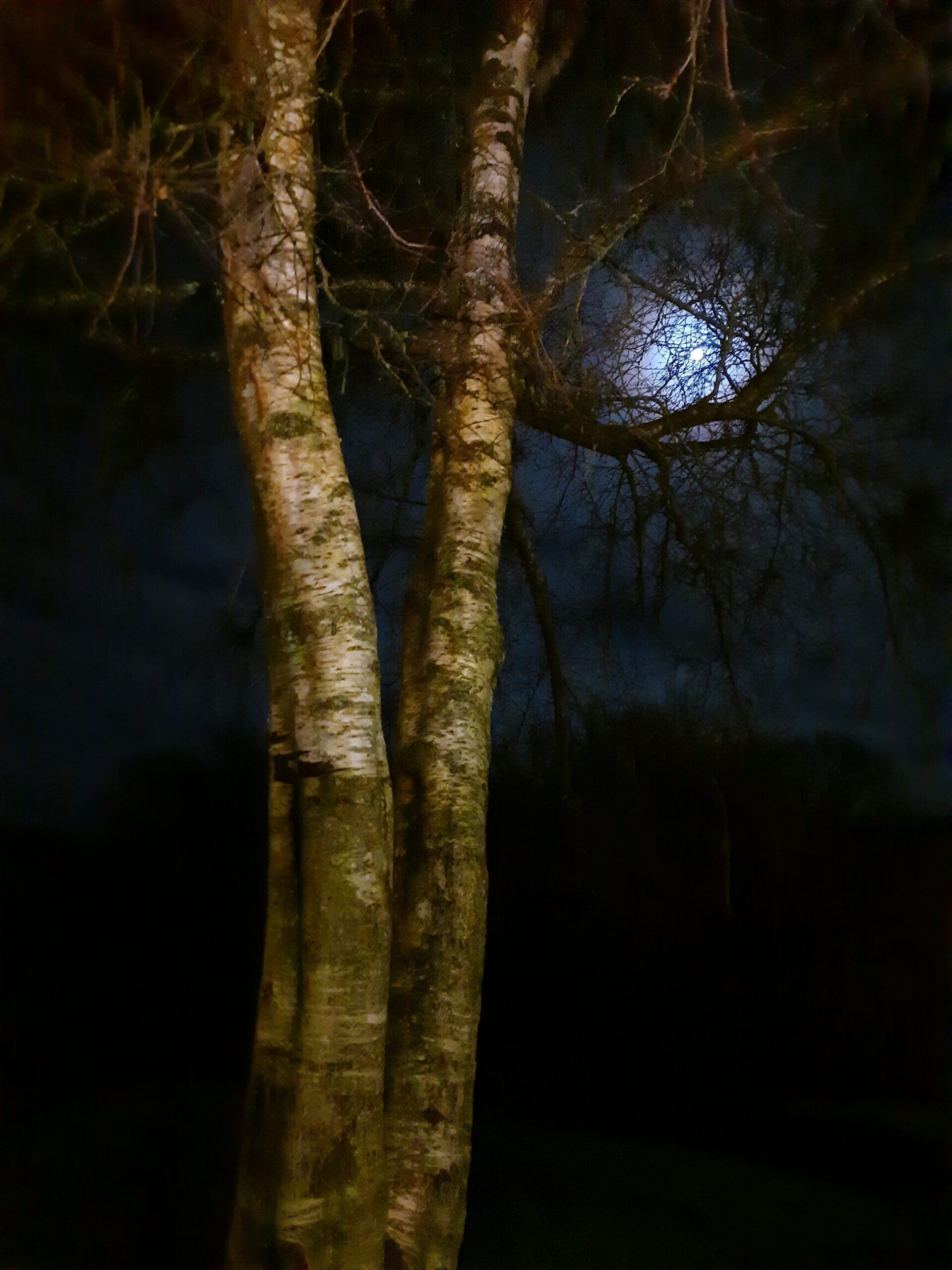 Two trees with bare branches stand in the foreground at night, with the moon partially visible through the branches and a dark sky in the background.