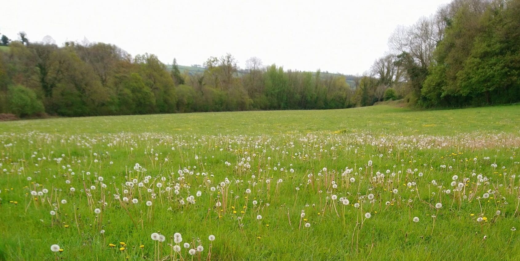 A grassy field filled with dandelions, many gone to seed, bordered by trees under an overcast sky.